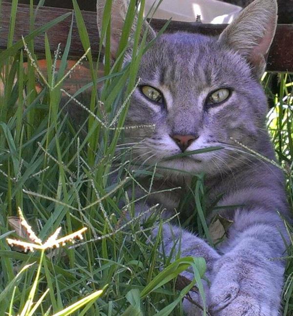 /Images/uploads/Cat Welfare Association/CatWelfare/entries/33882thumb.jpg